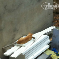 фото из отзыва ID 1010634