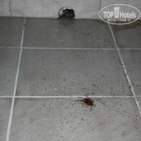 фото из отзыва ID 1011255