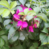 фото из отзыва ID 1010551