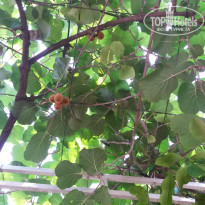 фото из отзыва ID 1014157