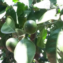 фото из отзыва ID 1014157