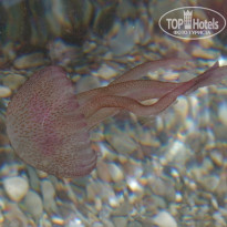 фото из отзыва ID 1015284