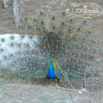 фото из отзыва ID 1015406