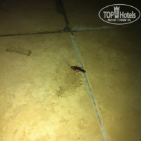 фото из отзыва ID 1017089