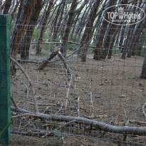 фото из отзыва ID 1017311