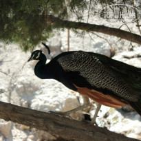 фото из отзыва ID 1018042