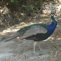 фото из отзыва ID 1018137