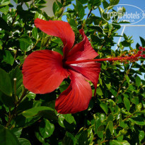фото из отзыва ID 1018885
