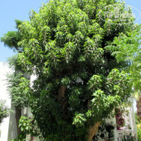 фото из отзыва ID 1019507