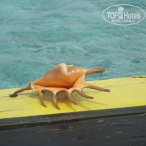 фото из отзыва ID 1019689