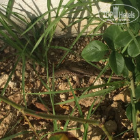 фото из отзыва ID 1010042