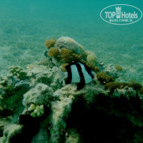 фото из отзыва ID 1018108