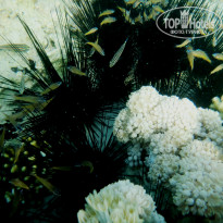 фото из отзыва ID 1018108