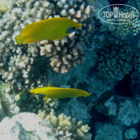 фото из отзыва ID 1018108