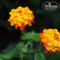 фото из отзыва ID 1017083