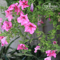 фото из отзыва ID 1017083