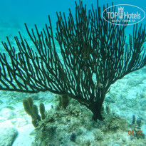 фото из отзыва ID 1020107