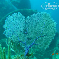 фото из отзыва ID 1020107