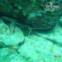 фото из отзыва ID 1020107