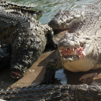 фото из отзыва ID 1021615