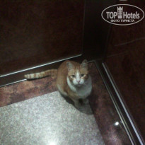 фото из отзыва ID 1022200