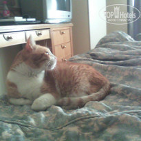 фото из отзыва ID 1022200