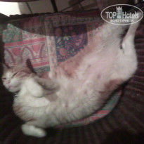 фото из отзыва ID 1022200