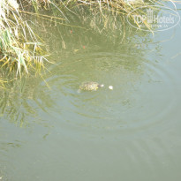 фото из отзыва ID 1023161