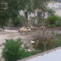 фото из отзыва ID 1020615