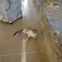 фото из отзыва ID 1026211