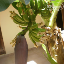 фото из отзыва ID 1026376