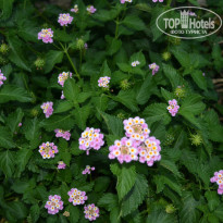 фото из отзыва ID 1026921