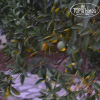 фото из отзыва ID 1026921