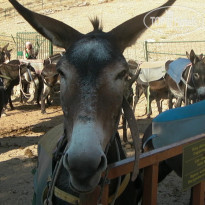 фото из отзыва ID 1027066