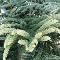 фото из отзыва ID 1023182