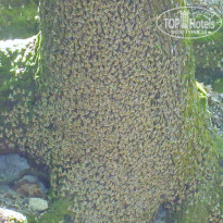 фото из отзыва ID 1027811