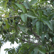 фото из отзыва ID 1027915