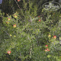 фото из отзыва ID 1027915