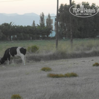 фото из отзыва ID 1027915