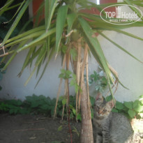 фото из отзыва ID 1028773