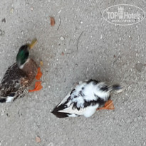 фото из отзыва ID 1029329