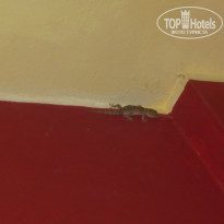 фото из отзыва ID 1029894