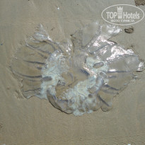 фото из отзыва ID 1029926