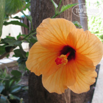 фото из отзыва ID 1029986