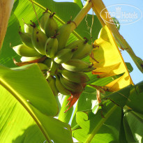 фото из отзыва ID 1029986