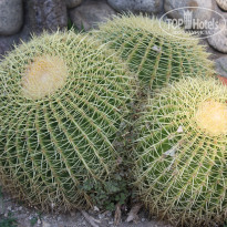 фото из отзыва ID 1029482