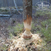 фото из отзыва ID 1025689