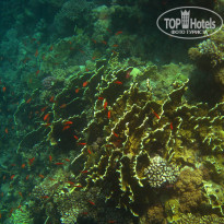 фото из отзыва ID 1031071