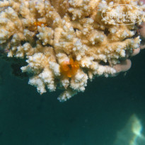 фото из отзыва ID 1031071