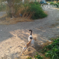 фото из отзыва ID 1031344